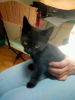 Pepper