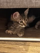 Adopter Porthos