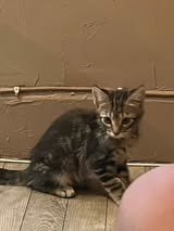 Adopter Porthos