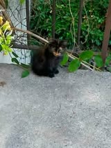Adopter Sally