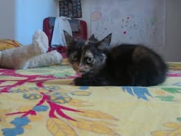 Adopter Sally