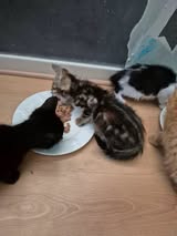 Adopter Sélina