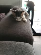 Adopter Snickers