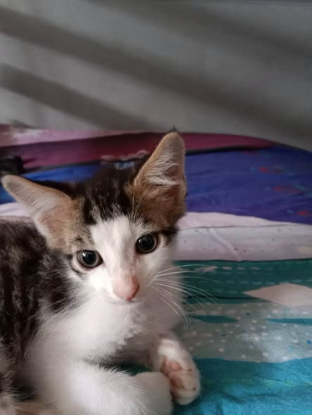 Adopter Snickers