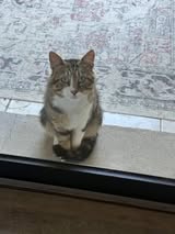 Adopter Terzo