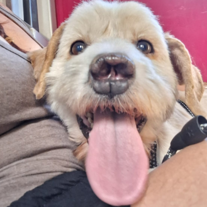 Adoption Lucky