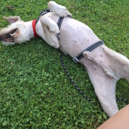 Adoption Lucky