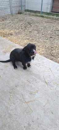 Adopter Benji