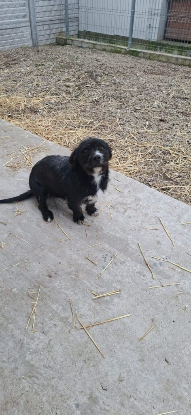 Adoption Benji