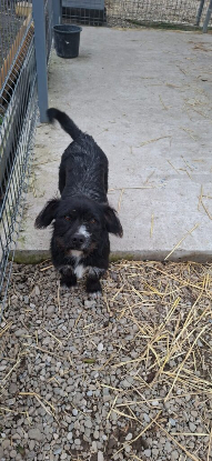 Adopter Benji