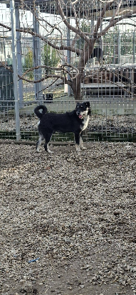 Adoption Rambo