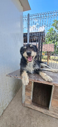 Adopter Rambo