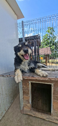 Adopter Rambo