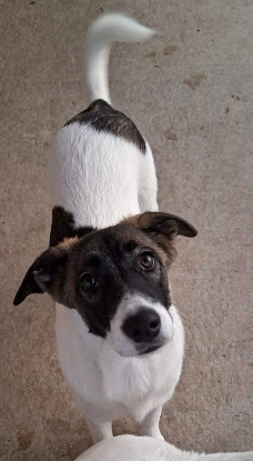Adopter Cookie