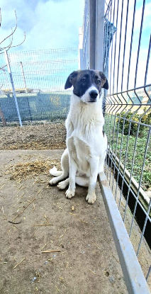 Adopter Cookie