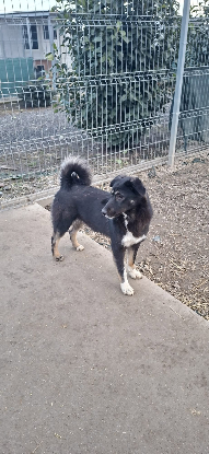 Adopter Frida en refuge en roumanie