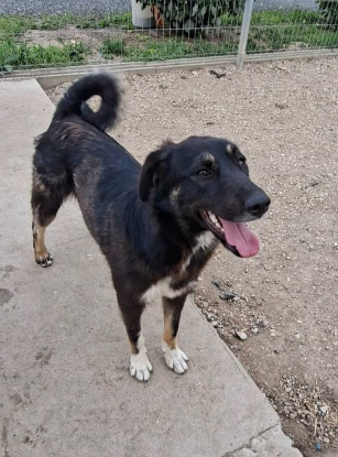 Adopter Frida en refuge en roumanie