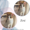 Zoé
