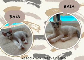 Adopter  chat : Baïa