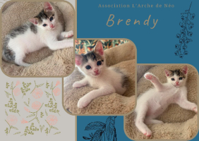 Adopter  chat : Brendy