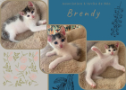 Brendy
