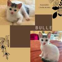 Adopter  chat : Bulle