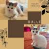 Bulle