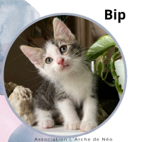 Adopter  chat : Bip