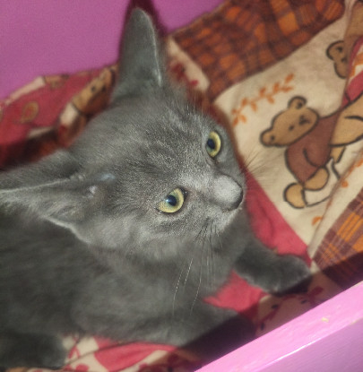 Adopter Basilic