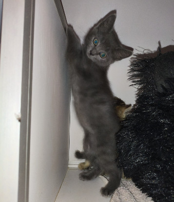Adopter Basilic