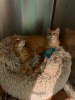 Theodore et brittany