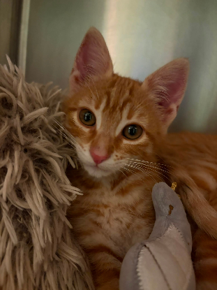 Adopter Theodore et brittany