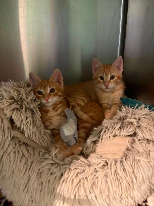 Adoption Theodore et brittany