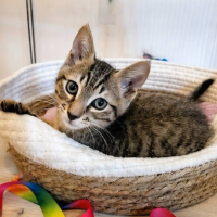 Adopter  chat : Bao