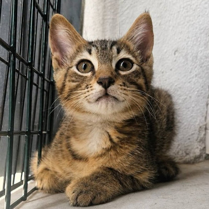 Adopter Bao