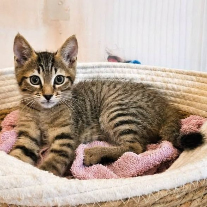 Adoption Bao