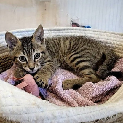 Adoption Bao