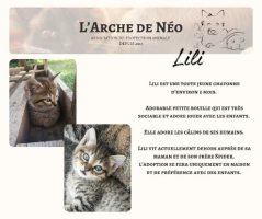 Adopter  chat : Lili
