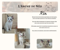 Adopter  chat : Rin
