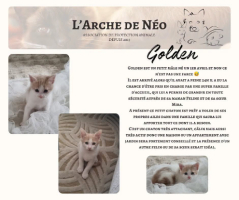 Adopter  chat : Golden