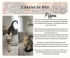 Adopter  chat : Pippa