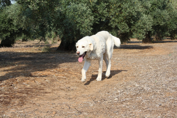 Adopter Blanca