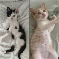 Adopter  chat : Gaby et pandi