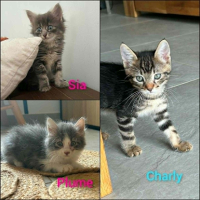 Adopter  chat : Sia