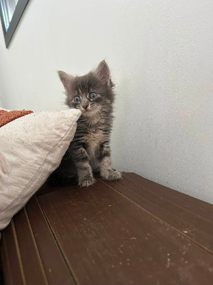 Adopter Sia