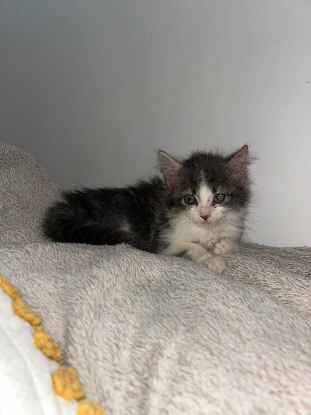 Adopter Sia
