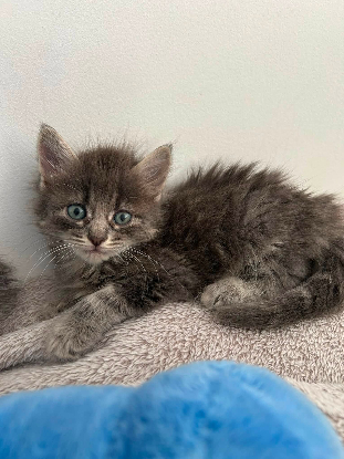 Adoption Sia
