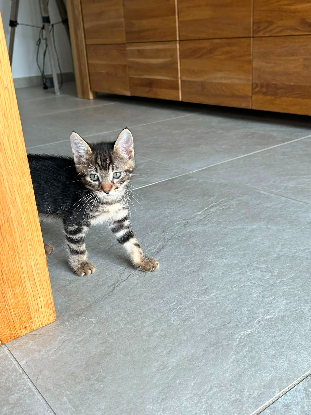 Adoption Sia