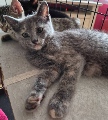 Adopter Banzai