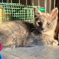 Adopter  chat : Banzai